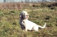 wye niemiecki, spinone italiano