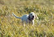 wye niemiecki, spinone italiano