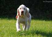 wye niemiecki, spinone italiano