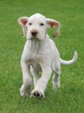 wye niemiecki, spinone italiano