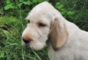 wye niemiecki, spinone italiano