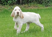 wye niemiecki, spinone italiano