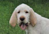 wye niemiecki, spinone italiano