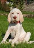 wye niemiecki, spinone italiano