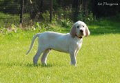 wye niemiecki, spinone italiano
