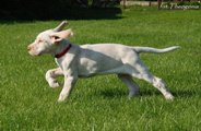 wye niemiecki, spinone italiano