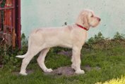 wye niemiecki, spinone italiano
