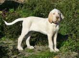 wye niemiecki, spinone italiano