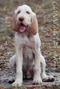 wye niemiecki, spinone italiano