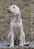 wye niemiecki, spinone italiano