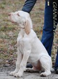 wye niemiecki, spinone italiano