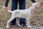 wye niemiecki, spinone italiano