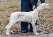 wye niemiecki, spinone italiano