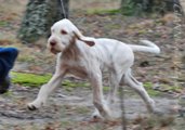 wye niemiecki, spinone italiano