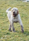 wye niemiecki, spinone italiano