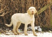 wye niemiecki, spinone italiano