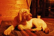 wye niemiecki, spinone italiano