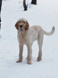 wye niemiecki, spinone italiano