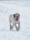 wye niemiecki, spinone italiano