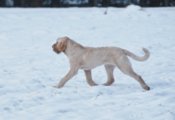 wye niemiecki, spinone italiano