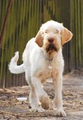 wye niemiecki, spinone italiano