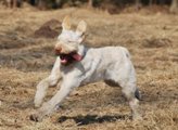wye niemiecki, spinone italiano