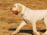 wye niemiecki, spinone italiano