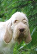 wye niemiecki, spinone italiano