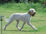 wye niemiecki, spinone italiano