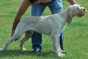 wye niemiecki, spinone italiano