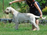 wye niemiecki, spinone italiano