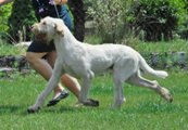 wye niemiecki, spinone italiano
