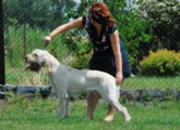 wye niemiecki, spinone italiano