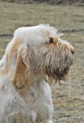 wye niemiecki, spinone italiano