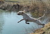 wye niemiecki, spinone italiano