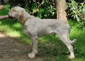 wye niemiecki, spinone italiano