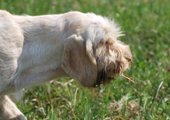 wye niemiecki, spinone italiano