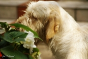 wye niemiecki, spinone italiano