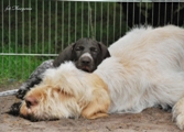 wye niemiecki, spinone italiano