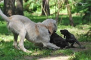 wye niemiecki, spinone italiano