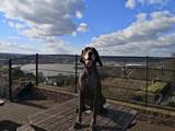 wye niemiecki, spinone italiano