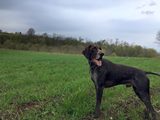 wye niemiecki, spinone italiano
