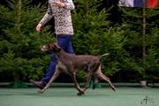 wye niemiecki, spinone italiano