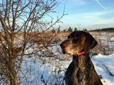 wye niemiecki, spinone italiano