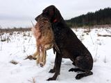 wye niemiecki, spinone italiano