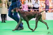 wye niemiecki, spinone italiano