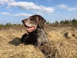 wye niemiecki, spinone italiano