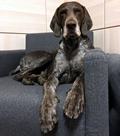 wye niemiecki, spinone italiano