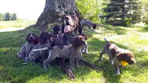 wye niemiecki, spinone italiano