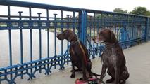 wye niemiecki, spinone italiano